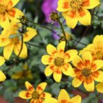Zweizahn im Topf: leuchtende Blüten