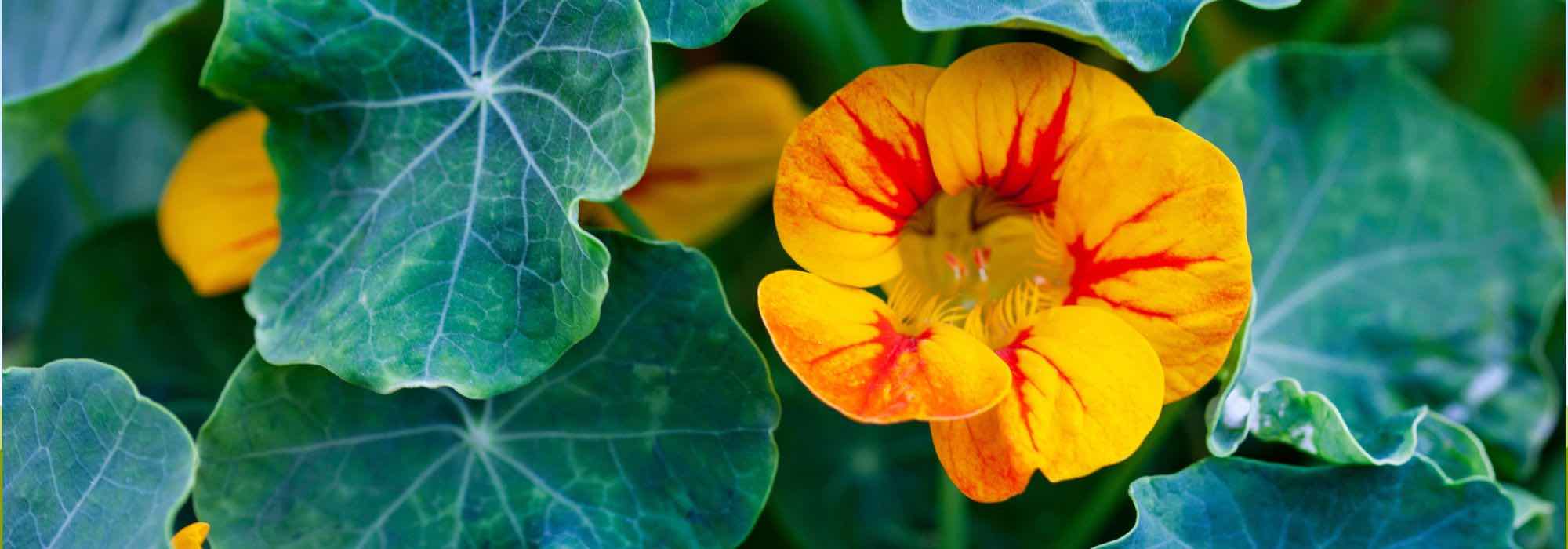 Große Kapuzinerkresse im Topf: üppige Blüte!