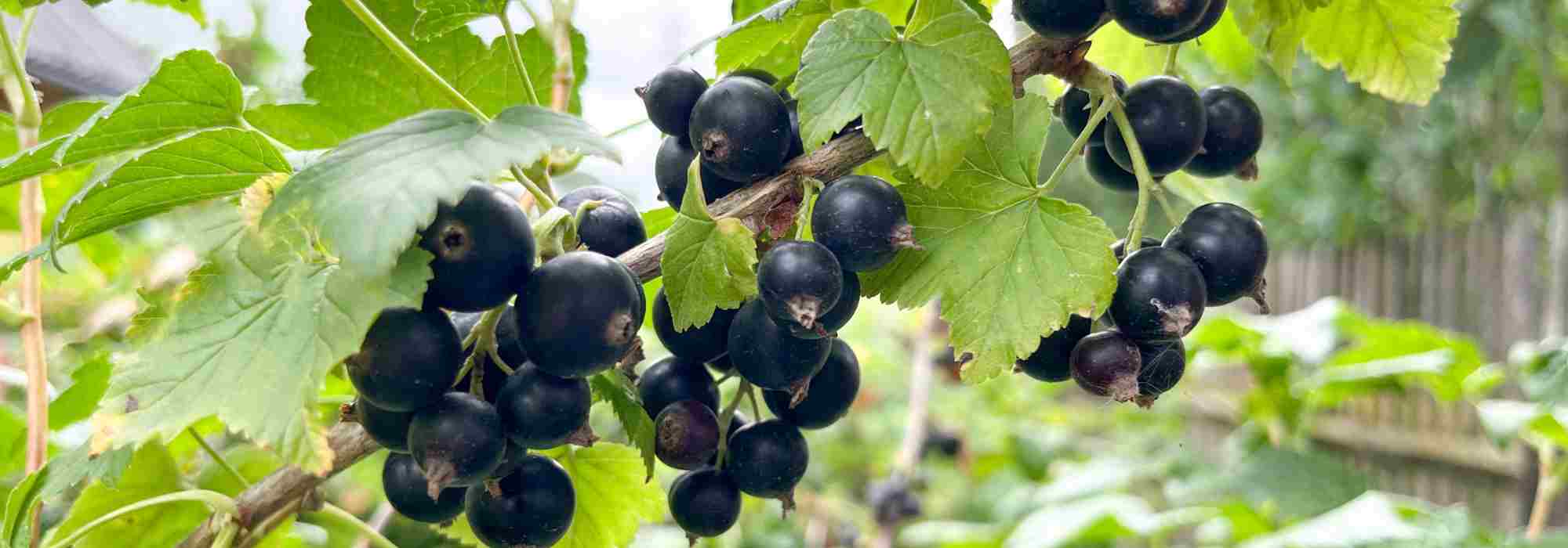 Schwarze Johannisbeere: ideale Sorte wählen