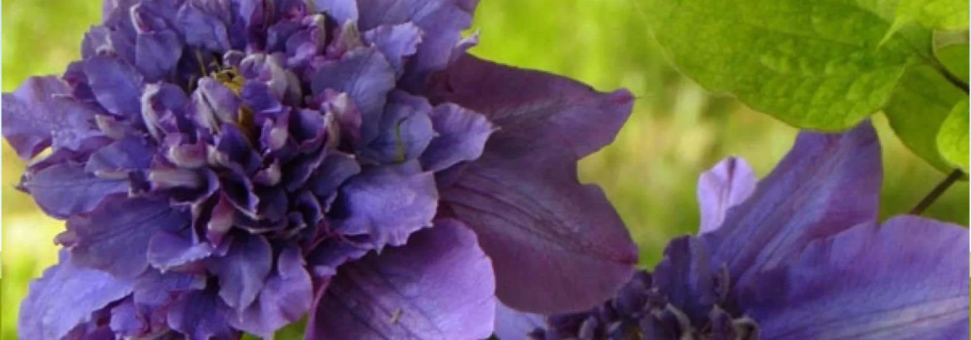 7 gefüllte Waldreben für spektakuläre Blüten