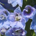 Rittersporn im Topf: üppige Blüte