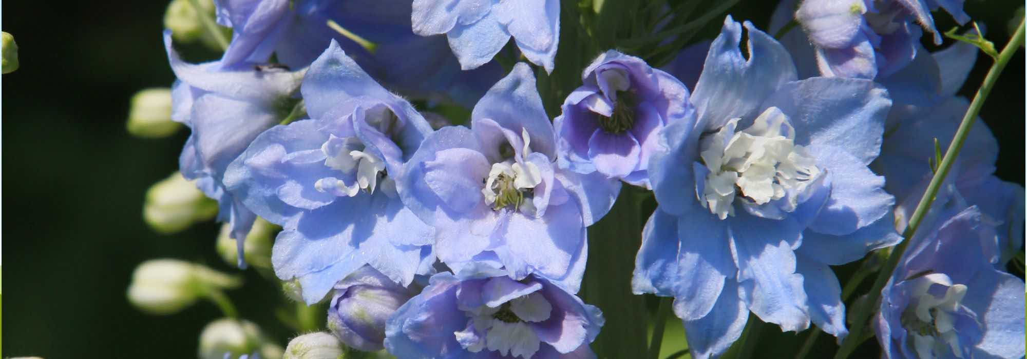 Rittersporn im Topf: üppige Blüte