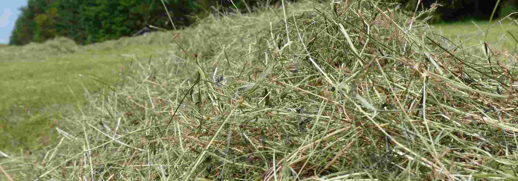 Heu: natürlich zu mehr Ertrag im Gemüsegarten