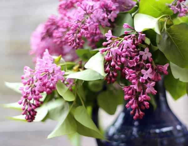 Duftflieder: Blüte für betörende Sträuße erzwingen