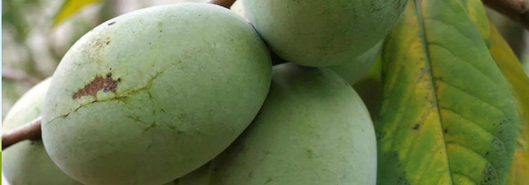 Essbarer Wald: 7 originelle, winterharte Obstbäume