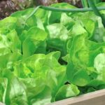 8 beste Begleitpflanzen für Salat