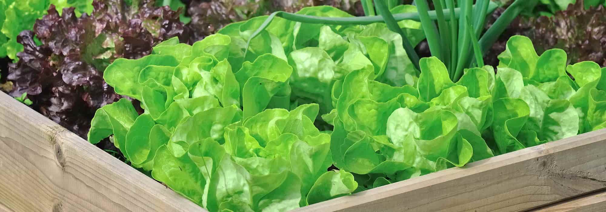 8 beste Begleitpflanzen für Salat