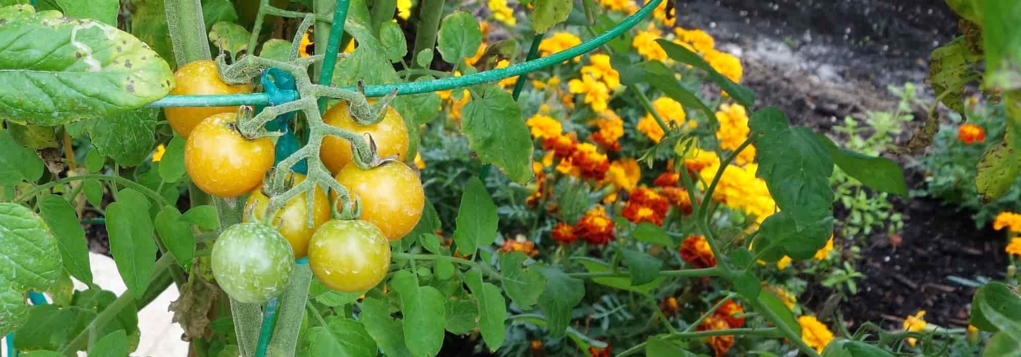 Die 10 besten Begleitpflanzen für Tomaten