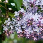 Flieder – Syringa: die duftendsten Sorten