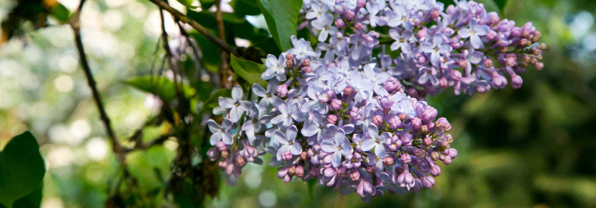 Flieder – Syringa: die duftendsten Sorten