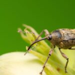 Krankheiten und Parasiten des Haselstrauchs