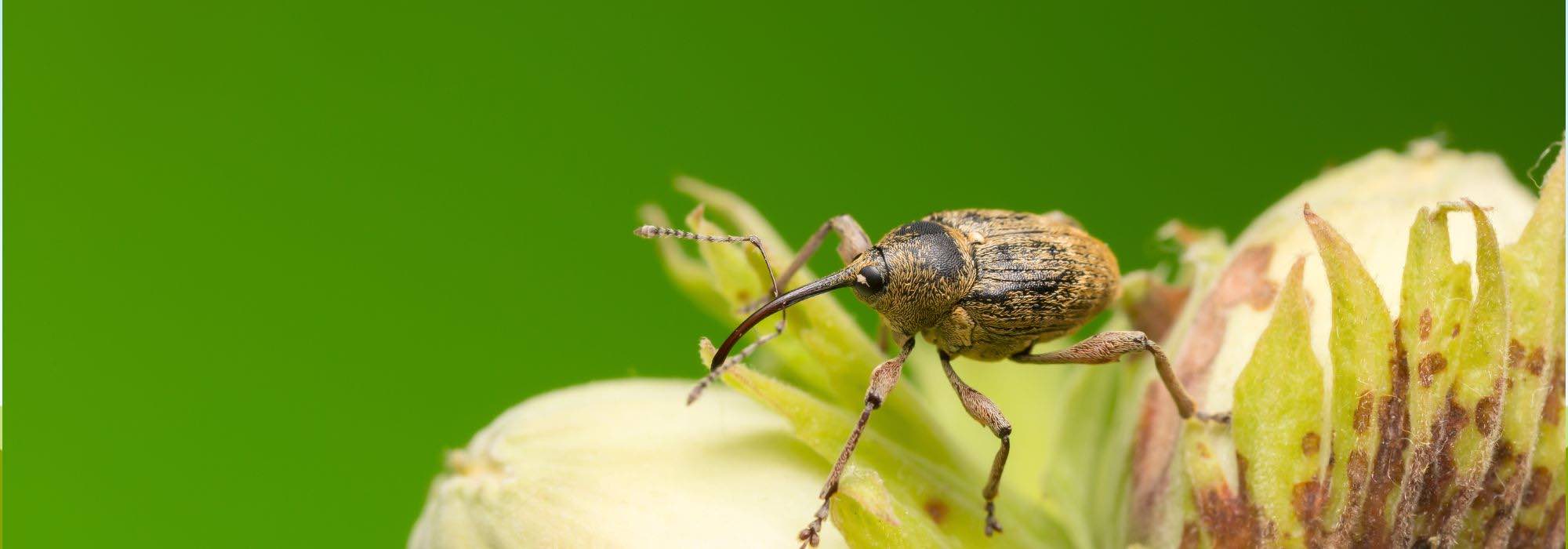 Krankheiten und Parasiten des Haselstrauchs