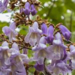 Blauglockenbaum wählen: Kaufberatung