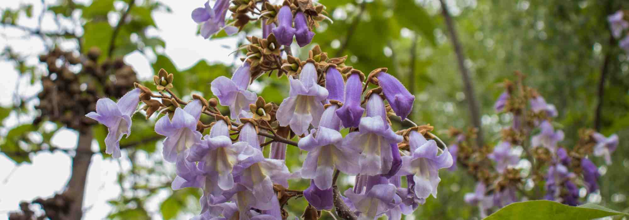 Blauglockenbaum wählen: Kaufberatung