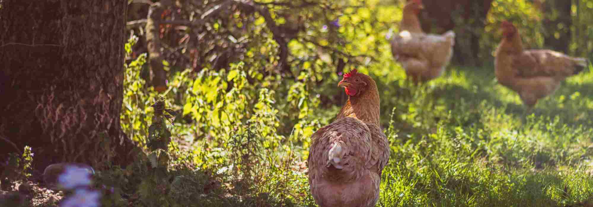 Hühner im Garten: So gelingt das Zusammenleben