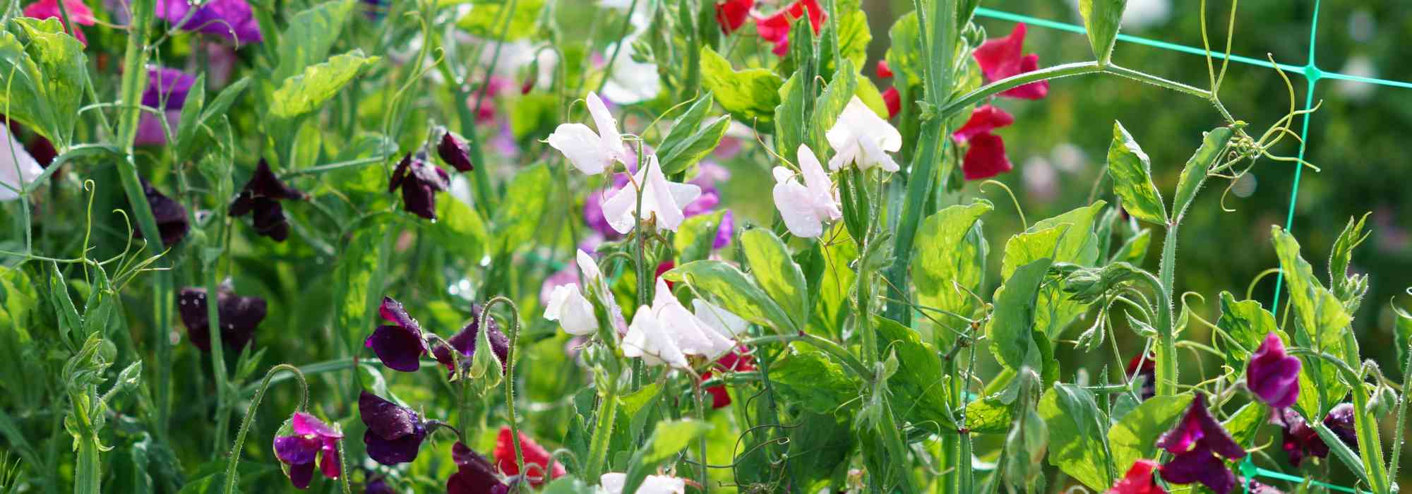Gartenwicke erfolgreich anbauen: Aussaat und Pflege