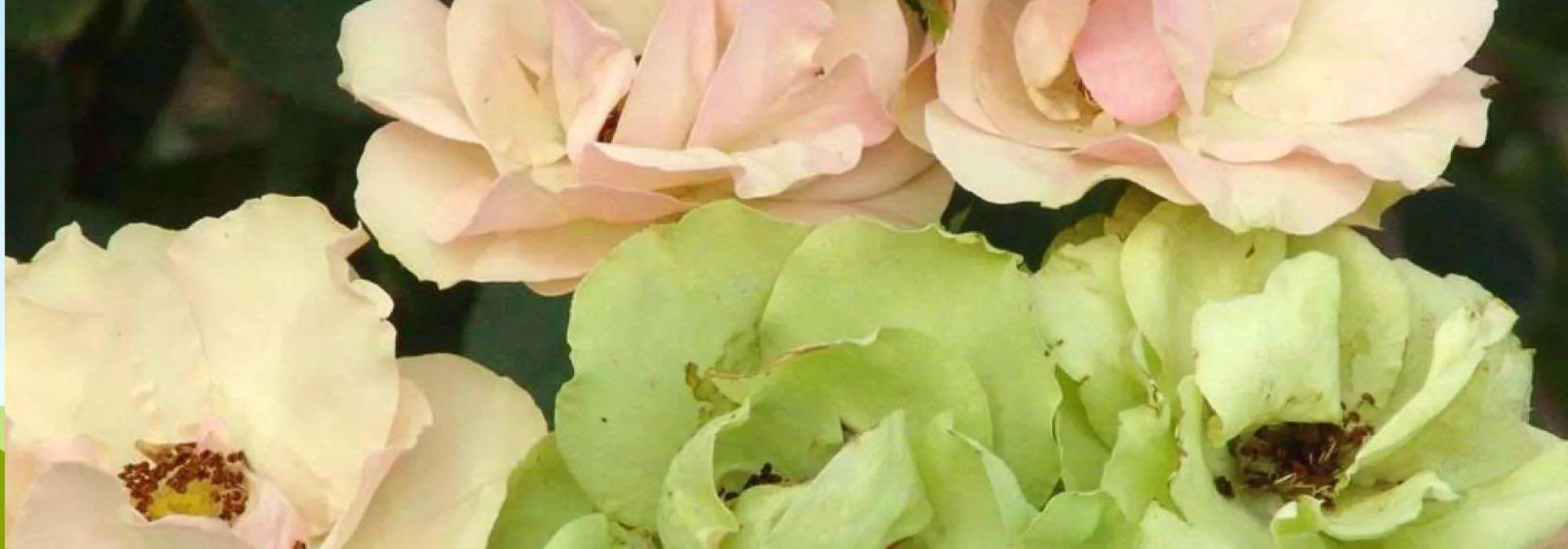 7 ungewöhnliche Rosen für einen originellen Garten