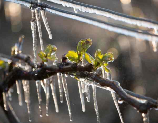 Eisheilige: Tradition und Wetterrealität
