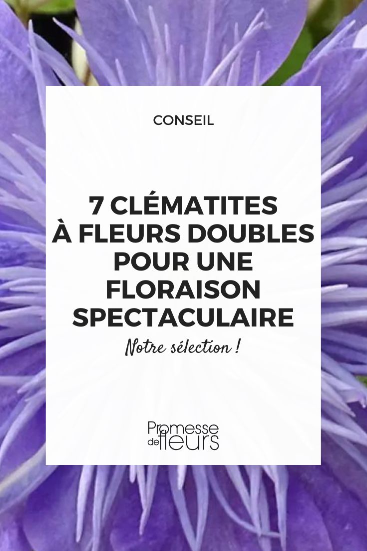 Clematis Crystal Fountain