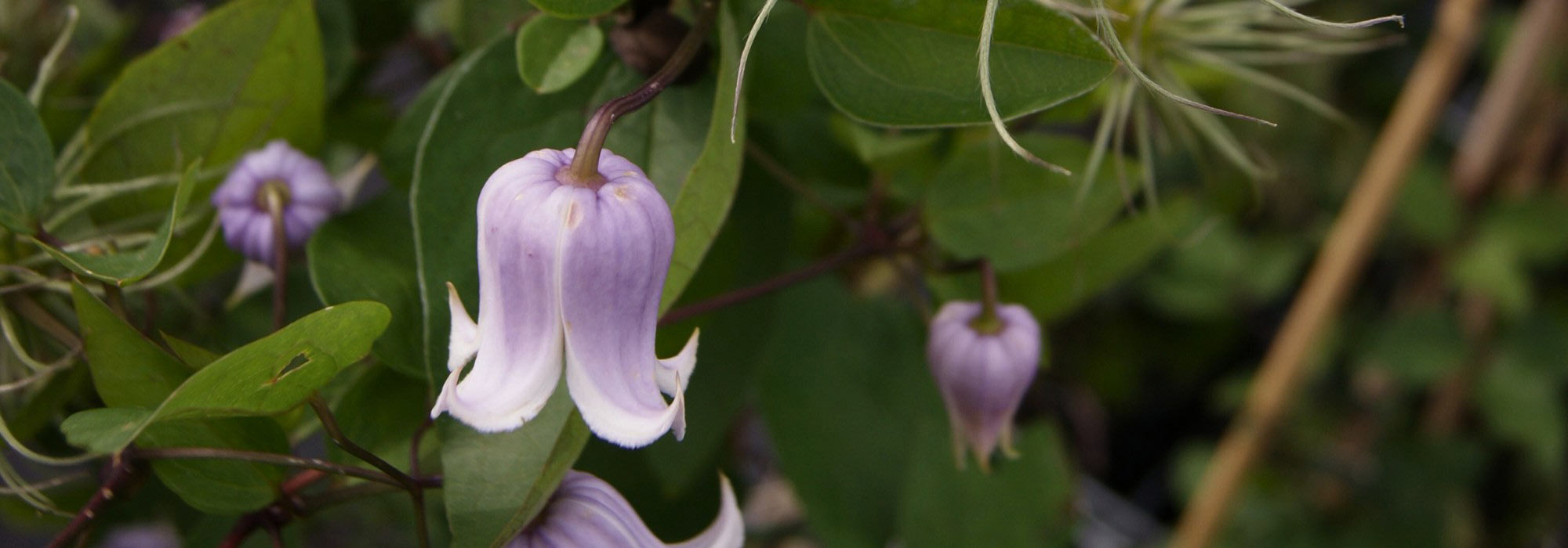 Waldreben mit Glockenblüten: Top 5!