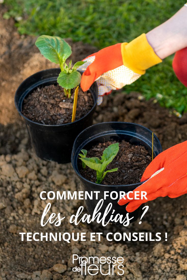 Dahlien zum Blühen bringen