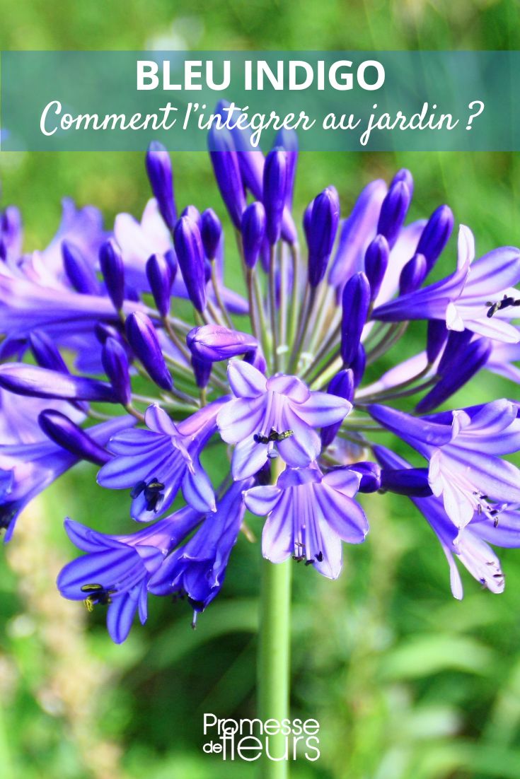 Blaue Agapanthus