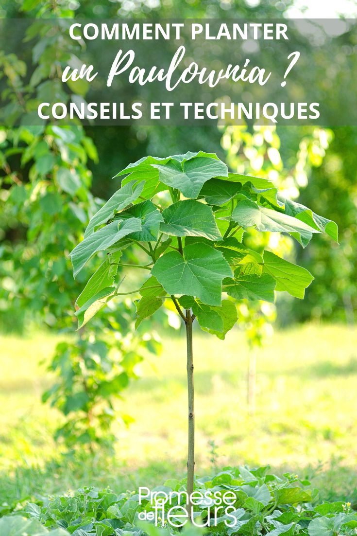 # Die Pflanzung des Paulownia-Baums

## Standortwahl
Der Paulownia (auch bekannt als Kaiserbaum oder Blauglockenbaum) bevorzugt sonnige bis halbschattige Standorte mit durchlässigem, nährstoffreichem Boden. Wählen Sie einen Platz mit ausreichend Platz für das spätere Wachstum, da dieser Baum eine Höhe von 10-15 Metern erreichen kann.

## Pflanzzeitpunkt
Die ideale Pflanzzeit ist im Frühjahr nach den letzten Frösten oder im frühen Herbst, damit der Baum vor dem Winter noch gut einwurzeln kann.

## Pflanzanleitung
1. **Pflanzloch vorbereiten**: Heben Sie ein Loch aus, das etwa doppelt so breit und tief wie der Wurzelballen ist.
2. **Boden verbessern**: Mischen Sie die ausgehobene Erde mit Kompost oder Pflanzerde.
3. **Baum einsetzen**: Setzen Sie den Paulownia vorsichtig in das Loch und achten Sie darauf, dass der Wurzelhals auf gleicher Höhe mit dem Boden bleibt.
4. **Auffüllen und angießen**: Füllen Sie das Loch mit der vorbereiteten Erde auf und treten Sie diese leicht fest. Anschließend gründlich wässern.

## Pflege nach der Pflanzung
- Halten Sie den Boden in den ersten Wochen gleichmäßig feucht
- Eine Mulchschicht hilft, die Feuchtigkeit zu speichern
- Im ersten Jahr auf zusätzliche Düngung verzichten

## Besonderheiten
Der Paulownia wächst extrem schnell (bis zu 2 Meter pro Jahr!) und bildet bereits im jungen Alter große, herzförmige Blätter und wunderschöne violette Blüten im Frühjahr.

Mit diesen Tipps gelingt die Pflanzung Ihres Paulownia-Baums sicher und Sie können sich bald an diesem besonderen Zierbaum in Ihrem Garten erfreuen!