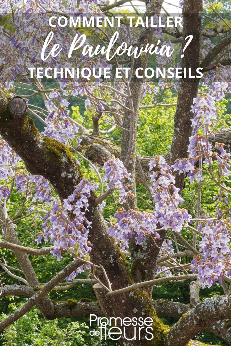 Größe und Schnitt des Paulownia