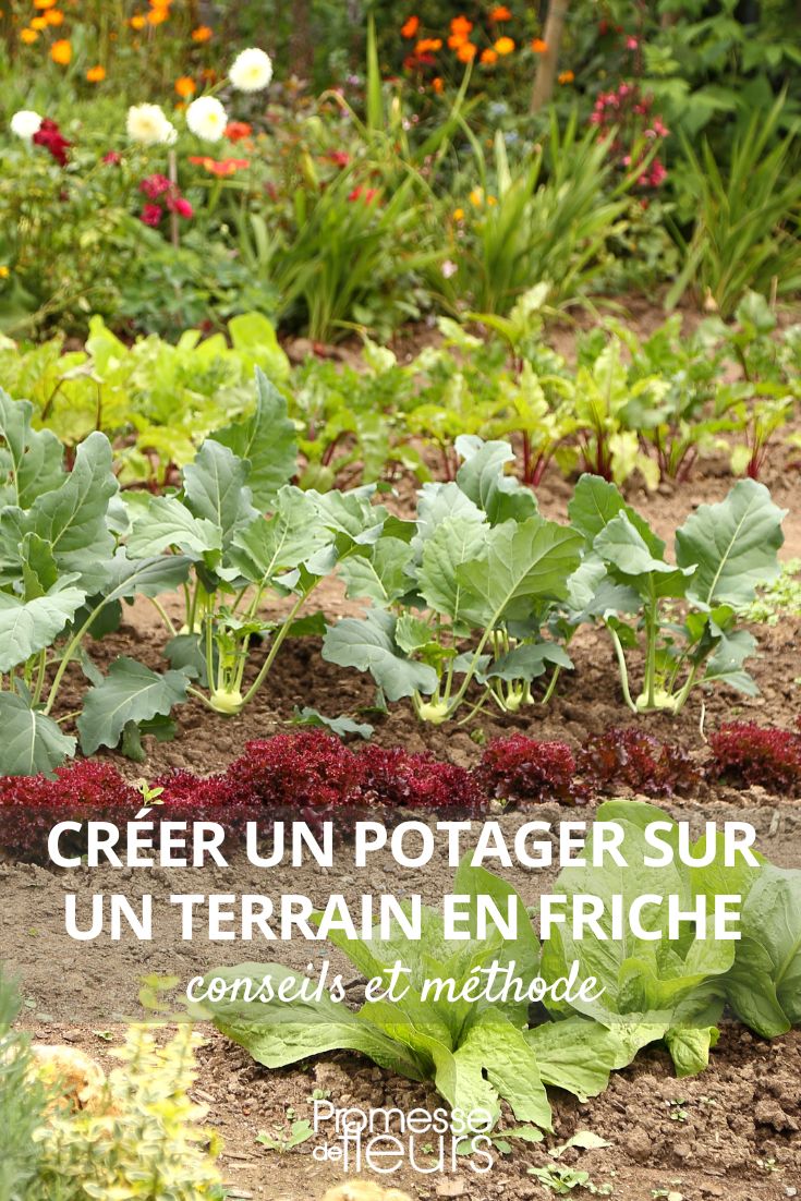 Einen Gemüsegarten auf Brachland anlegen: Tipps und Methode  

[expert]  

**Einleitung**  
Brachland in einen produktiven Gemüsegarten zu verwandeln, ist eine lohnende Herausforderung für jeden Gartenliebhaber. Mit der richtigen Vorbereitung und Methode können Sie aus vernachlässigtem Boden fruchtbares Land schaffen.  

**Schritt 1: Bestandsaufnahme**  
- Bodenanalyse durchführen (pH-Wert, Nährstoffe)  
- Unkraut und Wurzelreste entfernen  
- Geländebeschaffenheit prüfen (Drainage, Sonneneinstrahlung)  

**Schritt 2: Boden vorbereiten**  
- Mechanische Bearbeitung (Umgraben oder Fräsen)  
- Organische Materialien einarbeiten (Kompost, Mist)  
- Bei Bedarf Drainageschicht anlegen  

**Schritt 3: Anbauplanung**  
- Fruchtfolge beachten  
- Gemüsesorten nach Standortbedingungen auswählen  
- Mischkulturen für natürlichen Pflanzenschutz nutzen  

**Schritt 4: Bepflanzung und Pflege**  
- Mulchen zur Unkrautunterdrückung  
- Regelmäßige Bewässerung (Tropfsystem empfohlen)  
- Natürliche Düngemethoden anwenden  

**Fazit**  
Mit Geduld und diesen Methoden verwandeln Sie Brachland in einen ertragreichen Gemüsegarten. Der Aufwand lohnt sich für frisches, selbst angebautes Gemüse!  

[/expert]  

**Meta-Titel**: Brachland zum Gemüsegarten umwandeln – Schritt-für-Schritt-Anleitung  
**Meta-Beschreibung**: Lernen Sie, wie Sie ungenutztes Land in einen produktiven Gemüsegarten verwandeln. Praktische Tipps zu Bodenaufbereitung, Bepflanzung und Pflege.  

*Hinweis: Alle HTML-Tags und technischen Codes wurden beibehalten, nur der Inhalt wurde übersetzt.*