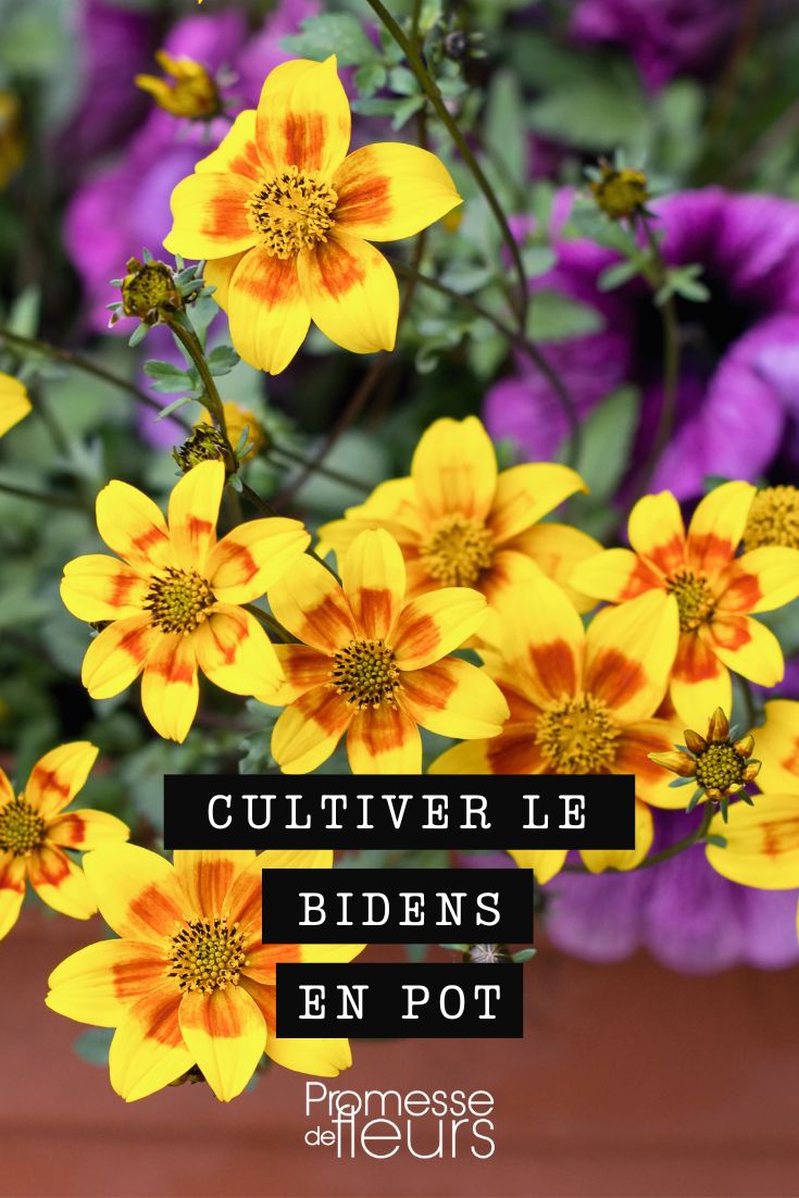 Anbau von Bidens in Pflanzkübeln