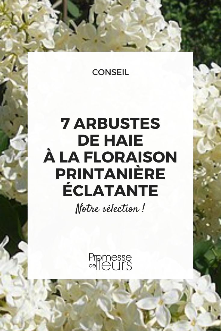 Flieder 'Primrose'