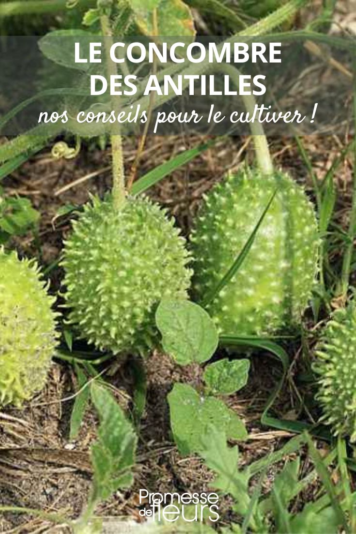 Cucumis auguria (deutsche Bezeichnung: Augurien-Gurke)