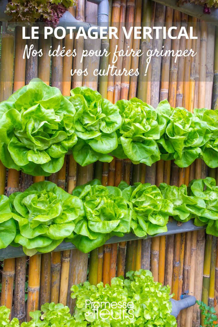 Salat an der Wand
