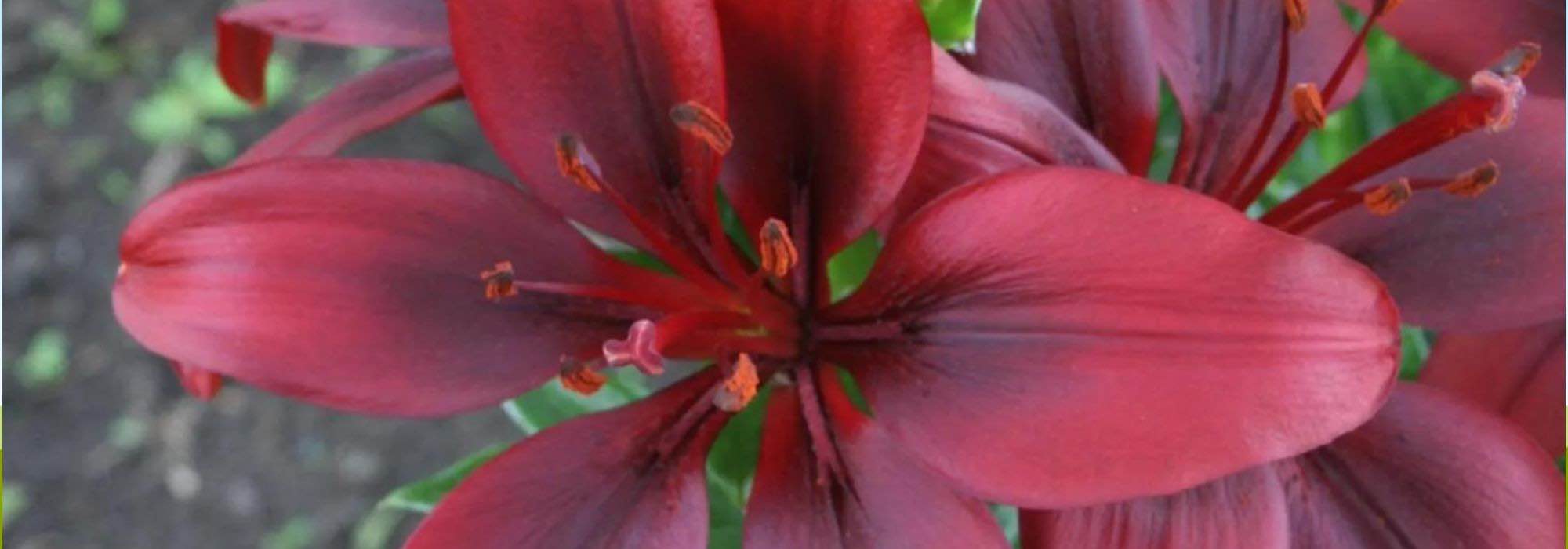 5 Lilien mit roten Blüten für einen Flammenbaum-Garten