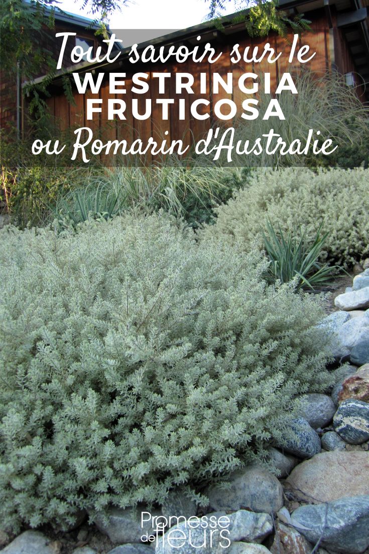 Westringia fruticosa Australischer Rosmarin