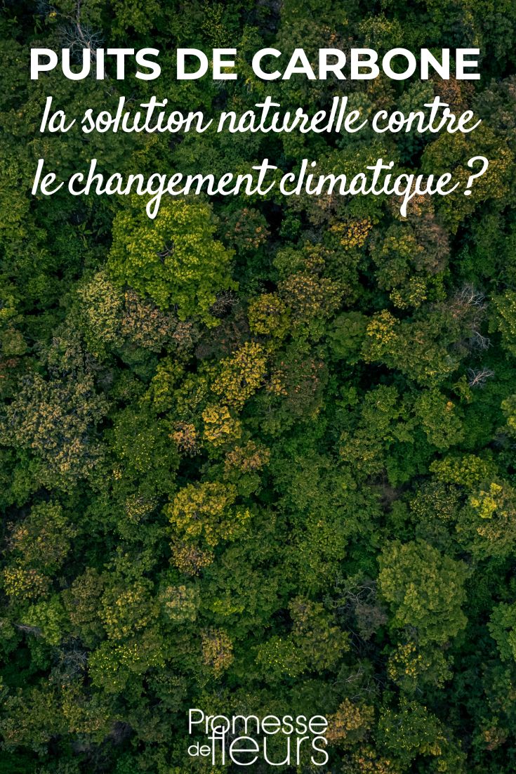 Der Wald: Die natürliche Lösung gegen den Klimawandel?