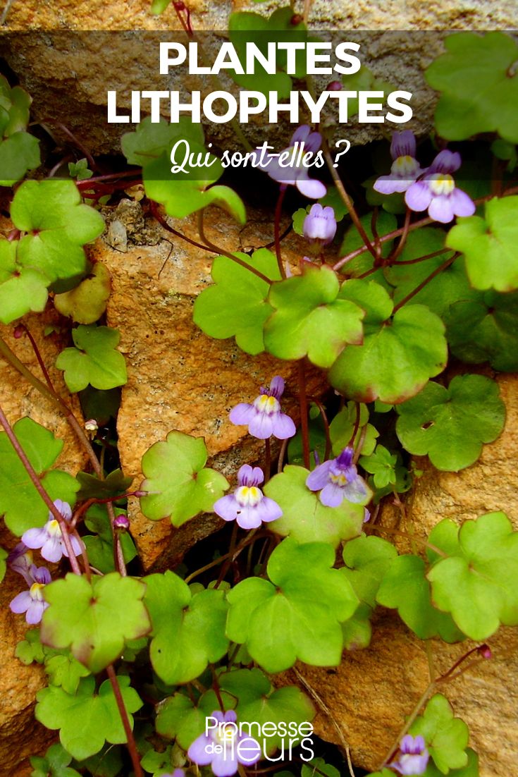 Cymbalaria muralis (Mauer-Zimbelkraut)