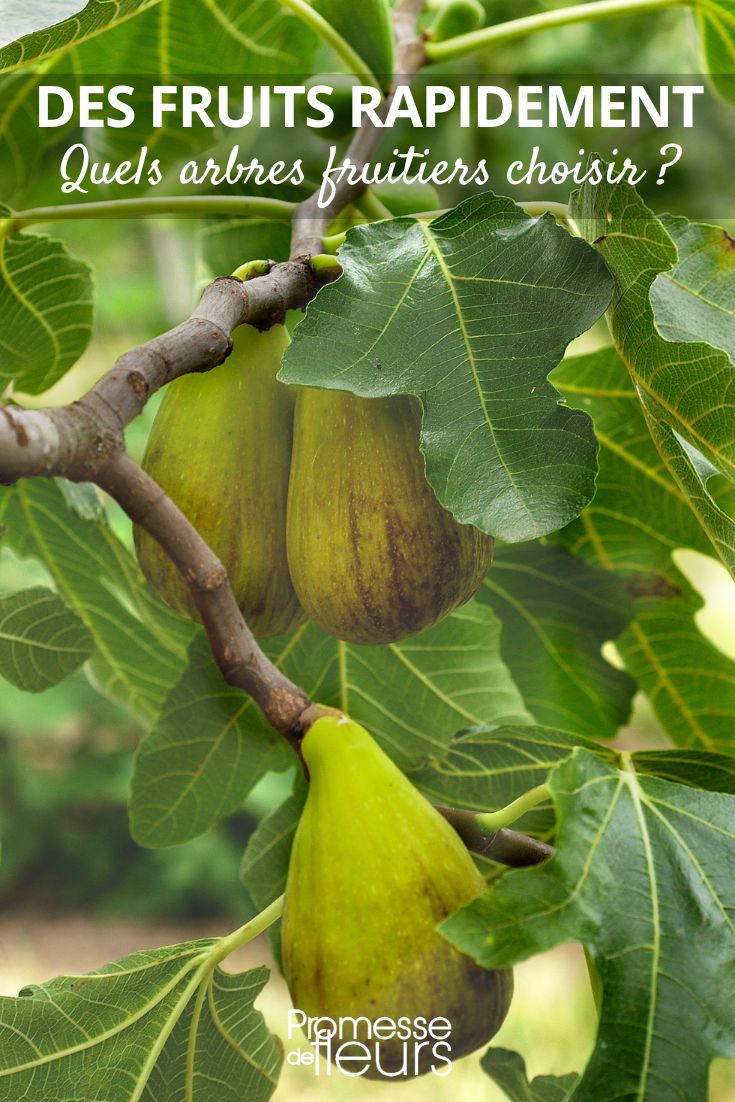 Feigenbaum trägt schnell Früchte