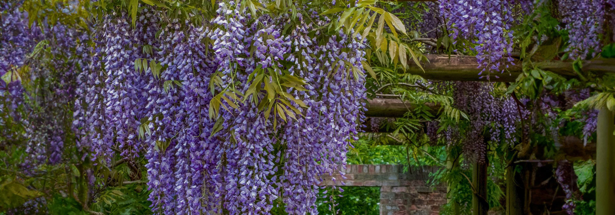 Gestalten Sie einen üppigen Garten mit einer Fülle herabhängender Blumen!