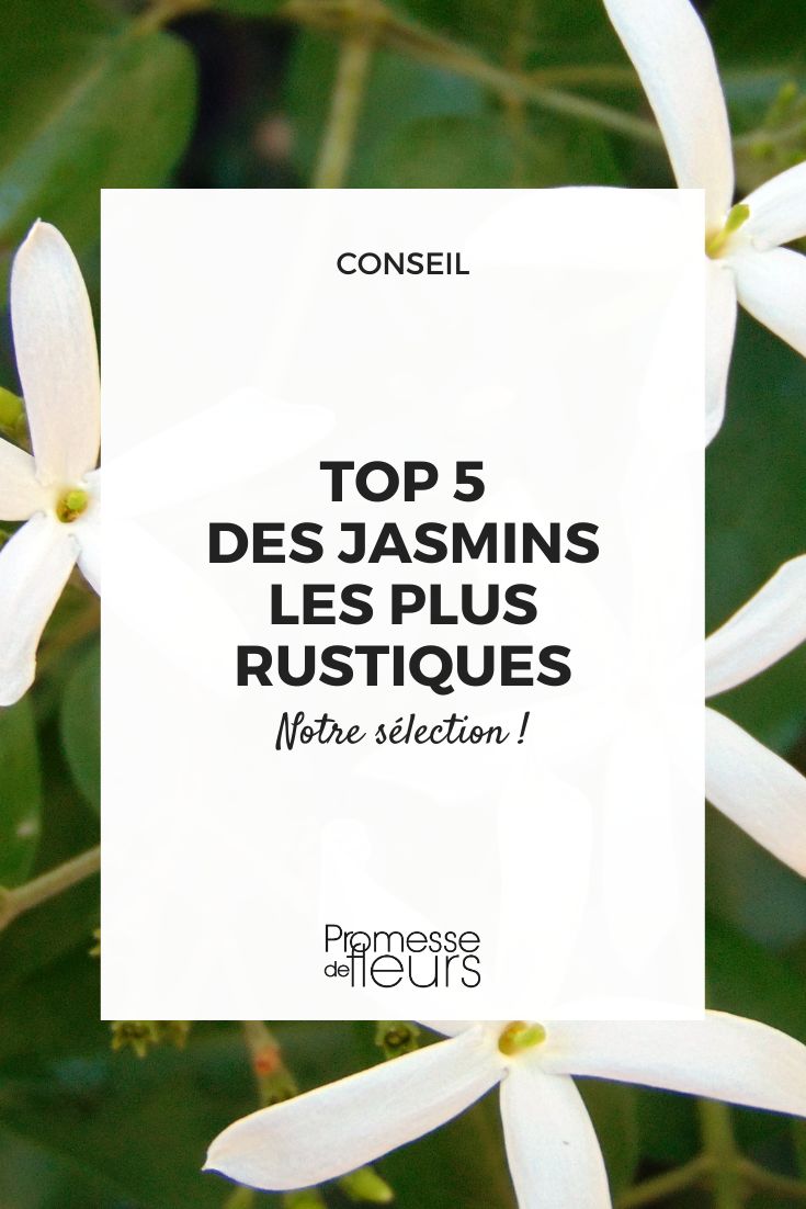 Jasminum officinale (Echter Jasmin)
