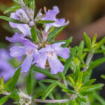 Westringia fruticosa - Australischer Rosmarin: Pflanzung, Pflege und Kultivierung