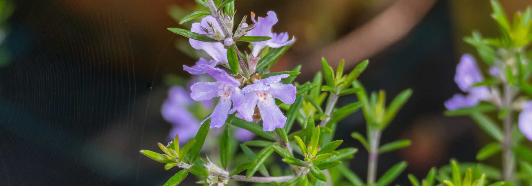 Westringia fruticosa - Australischer Rosmarin: Pflanzung, Pflege und Kultivierung
