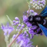 Holzbiene: wertvolle Helferin im Garten