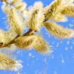 Pollenallergie: Was im Garten pflanzen?