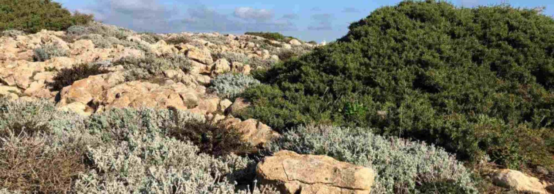 Wie gestaltet man einen Garten in einer Garigue-Landschaft?