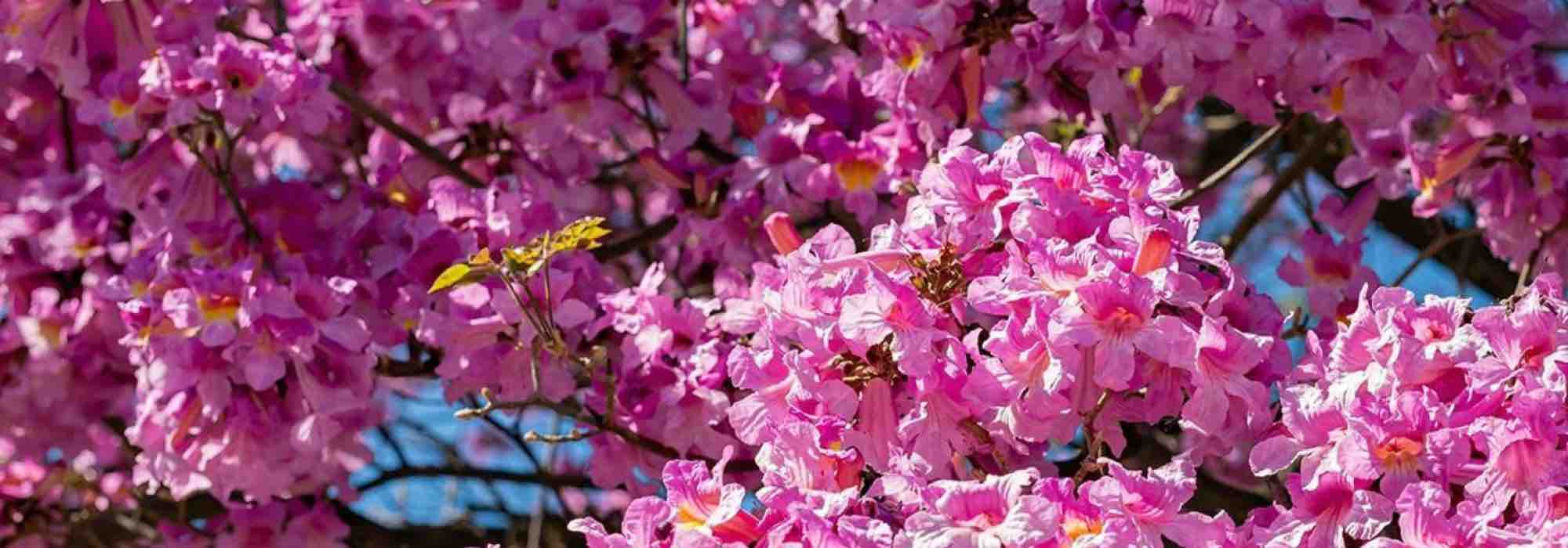 5 Bäume mit rosa Blüten für einen strahlenden Garten!