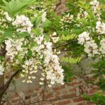 6 robuste Bäume für sorgenfreie Gärten
