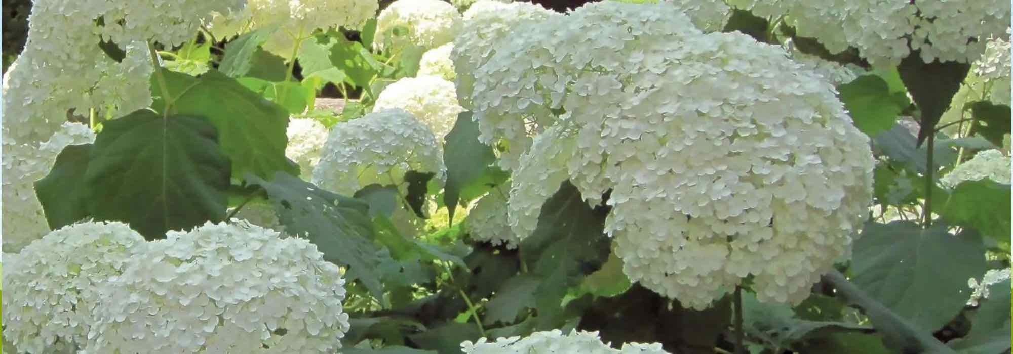 7 farbenfrohe Heckensträucher mit Sommerblüte