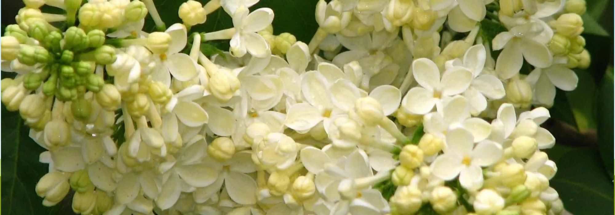 7 Heckensträucher mit leuchtender Frühjahrsblüte