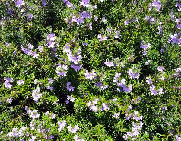 Westringia, Australischer Rosmarin: Stecklinge?
